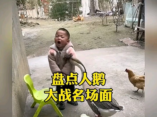 人鹅大战哔哩哔哩bilibili