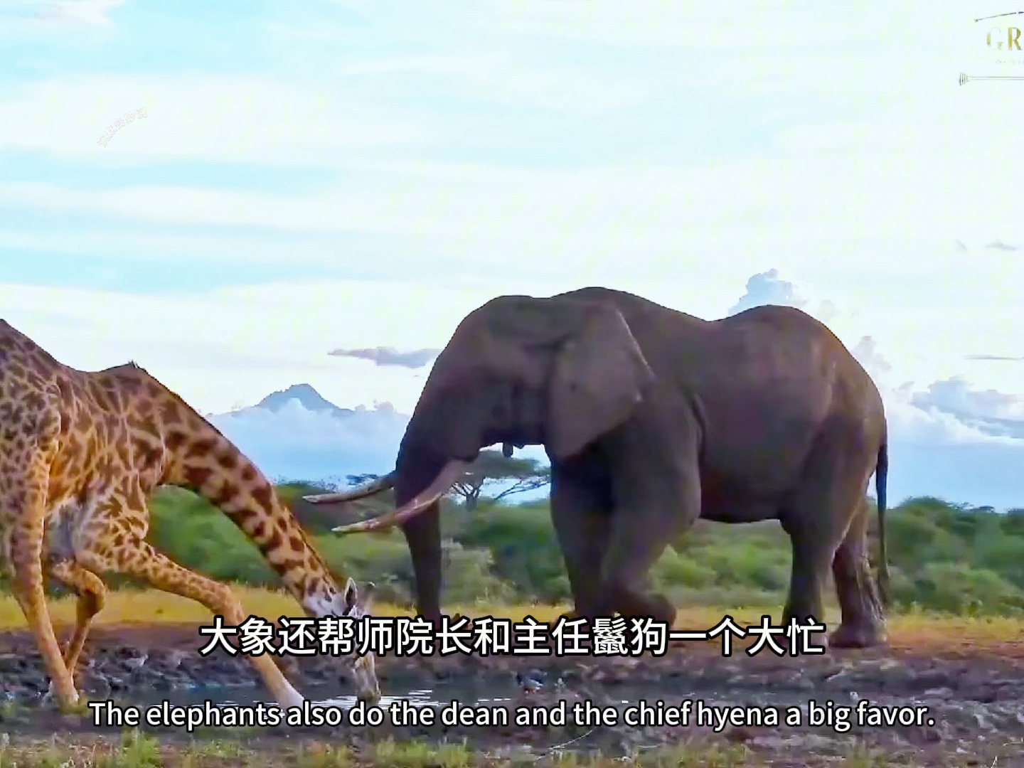 大象牙齿可厉害了