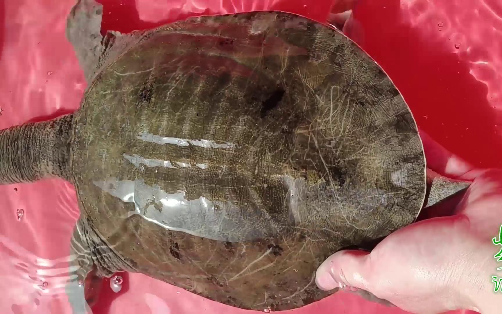 今天收了几十斤好甲鱼,最大的有5斤,全部打包发出去