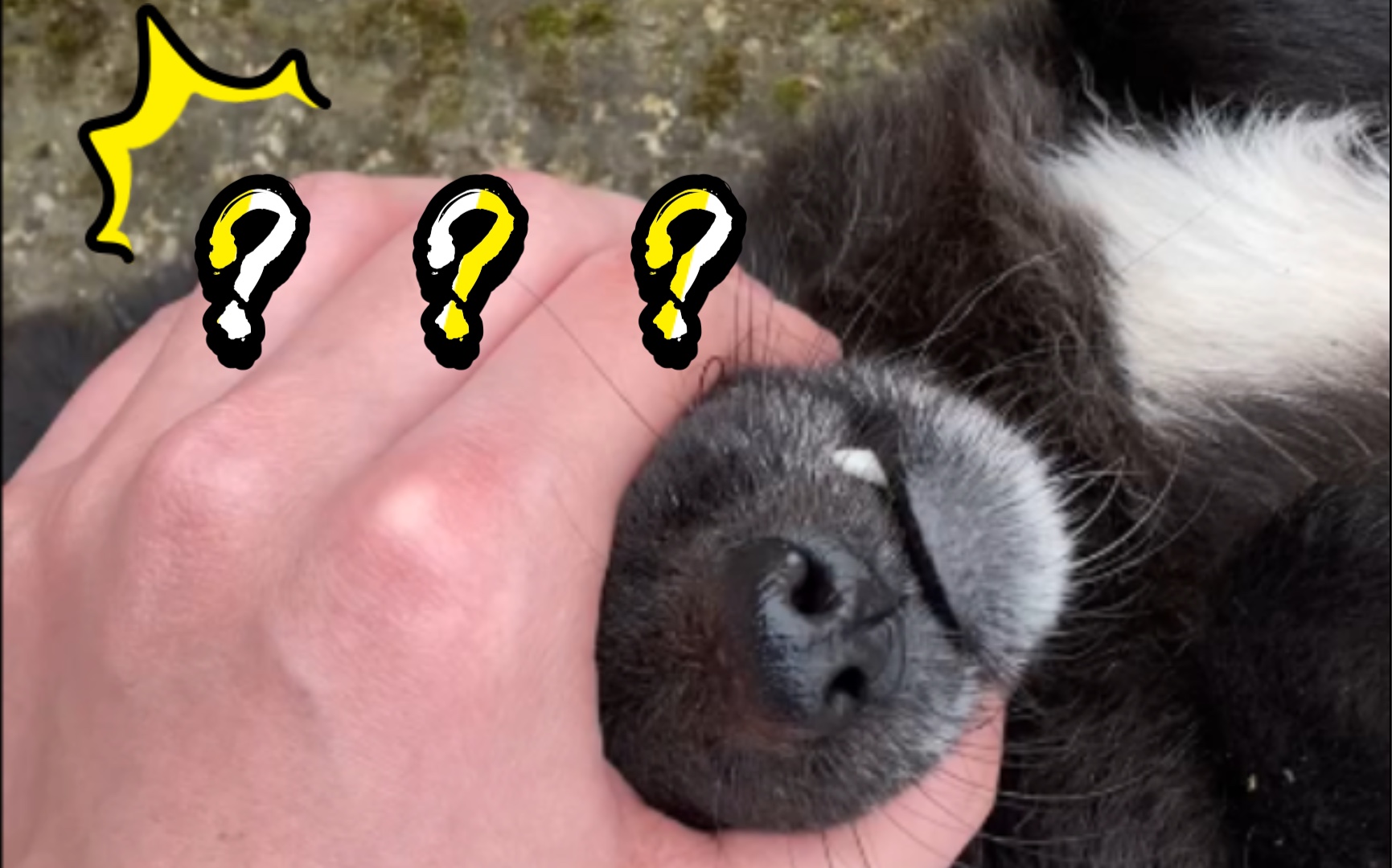 一只被蒙蔽双眼的狗子