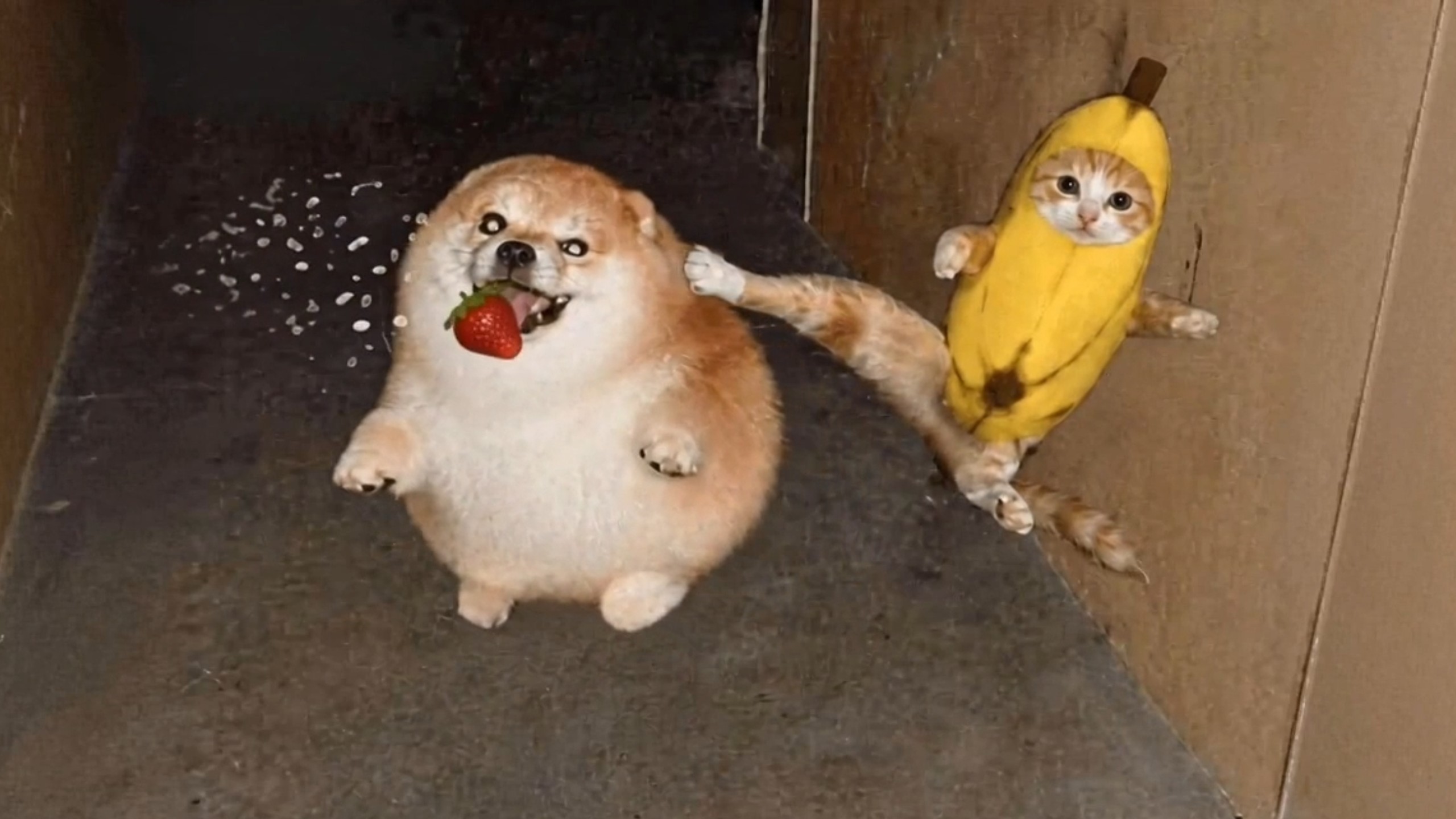 香蕉猫比比拉布居然敢抢我的刀盾嘴里的草莓..