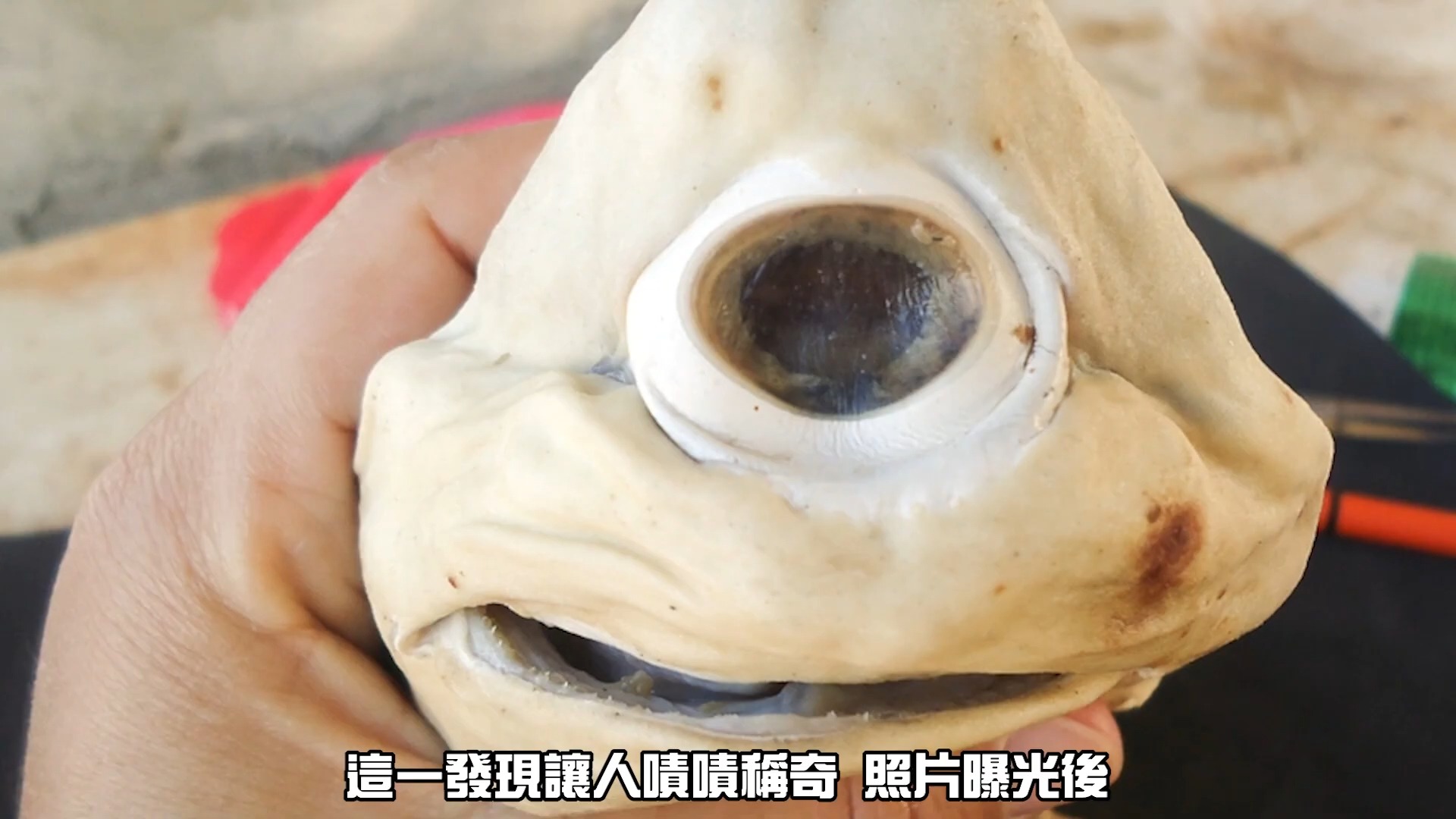绝对不要吃!日本向海內排放核废水,导致海洋出现可怕变异生物!
