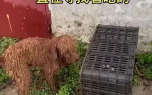 废弃的房子旁发现了一只被雨打湿的流浪狗，它颤抖害怕的样子真让人心疼！