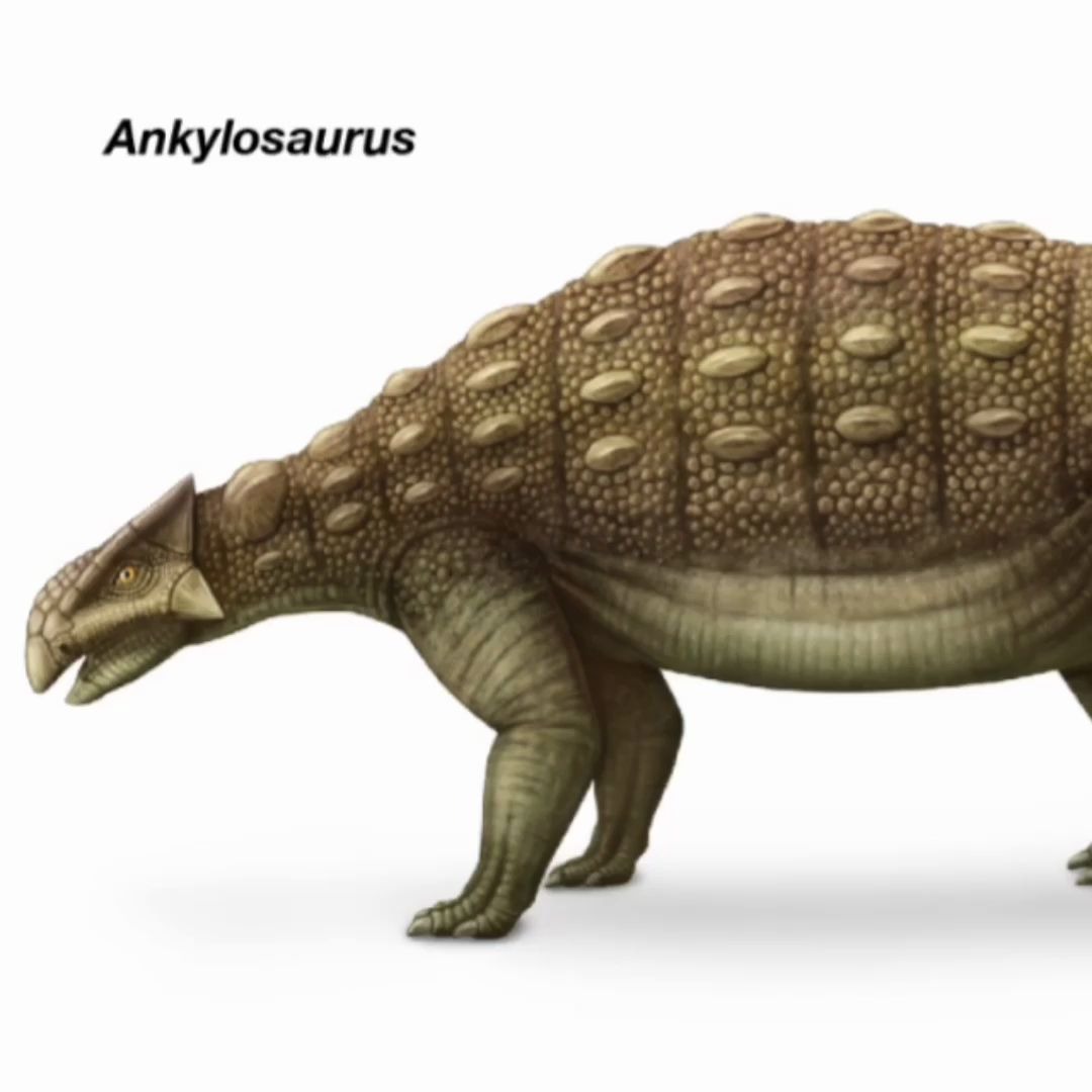 恐龙系列之甲龙 ankylosaurus