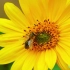 风景素材  视频素材 蜜蜂采蜜