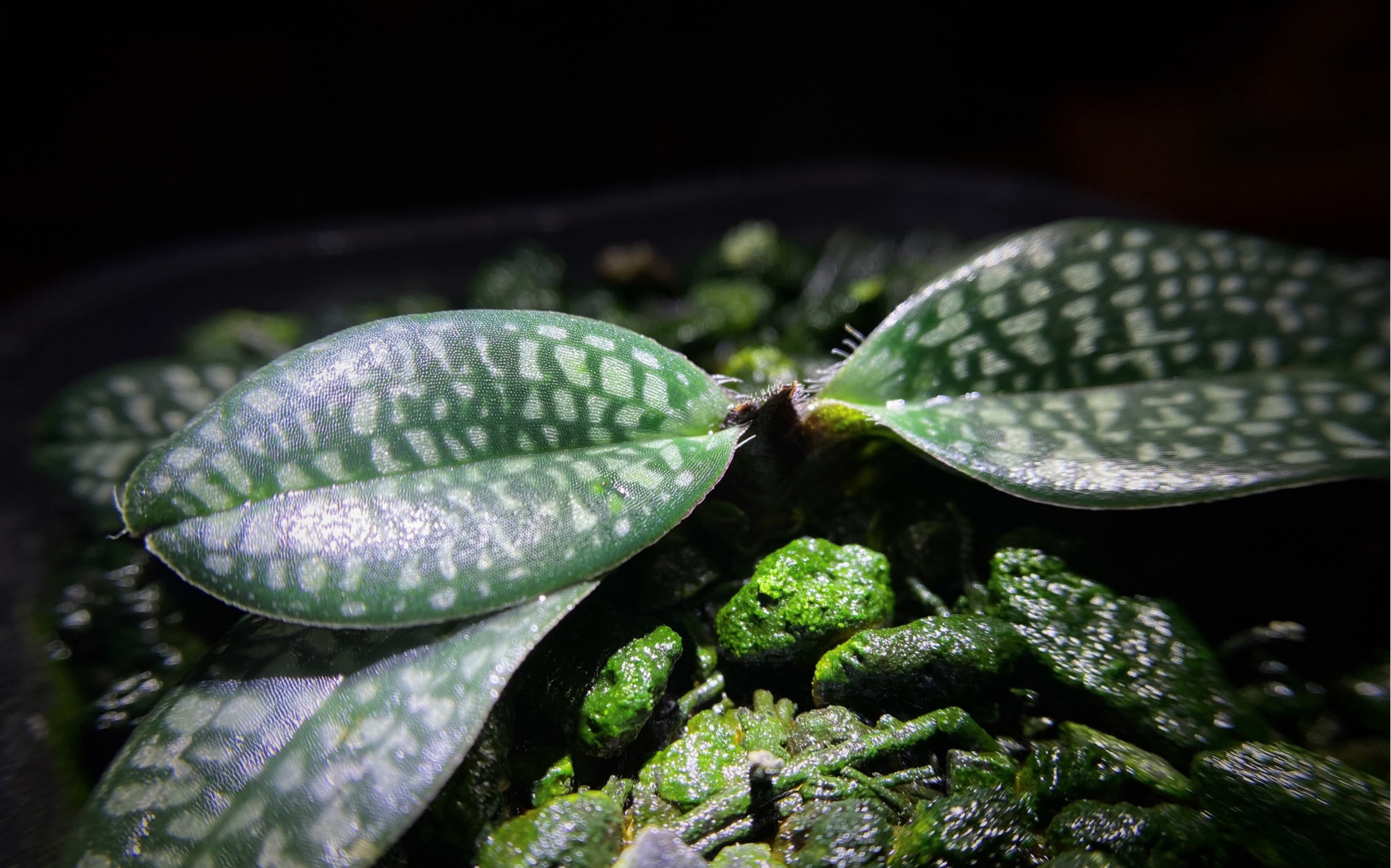 朗氏兜兰_哔哩哔哩_bilibili