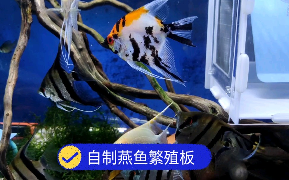 只需三分钟,自制一个神仙鱼(燕鱼)繁殖板,既省钱又实用