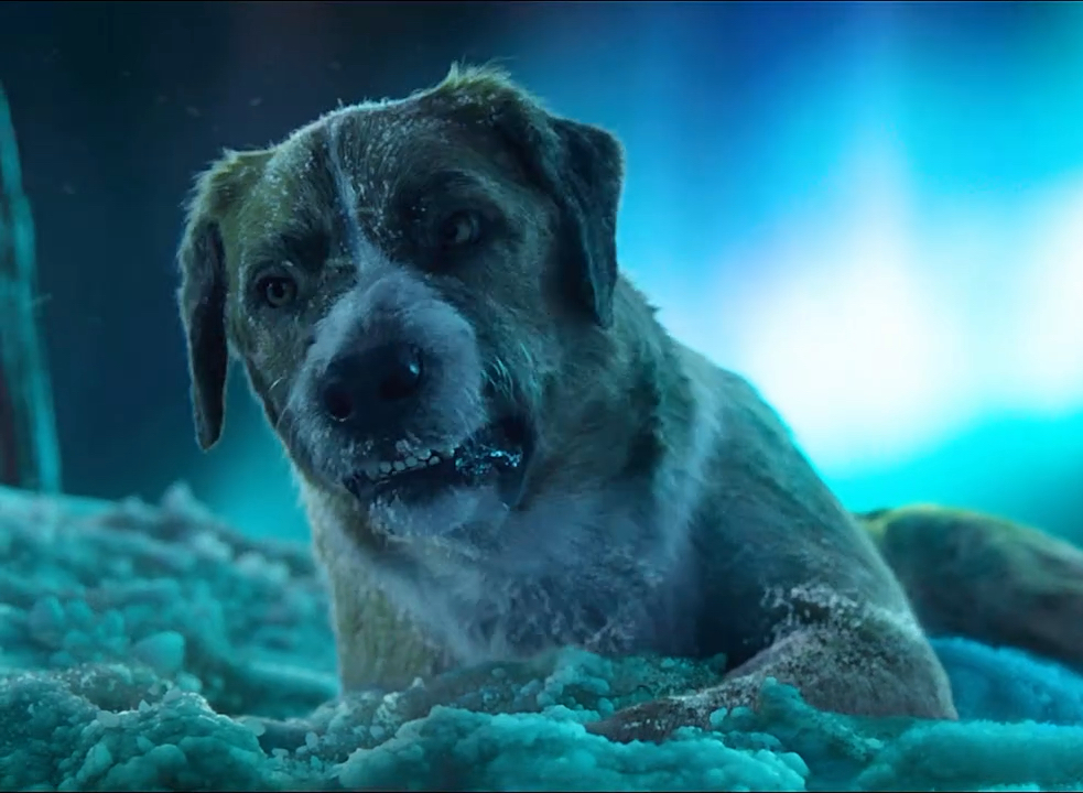 "真正的领袖气质是深入骨子里面的"  野性的呼唤#电影剧情