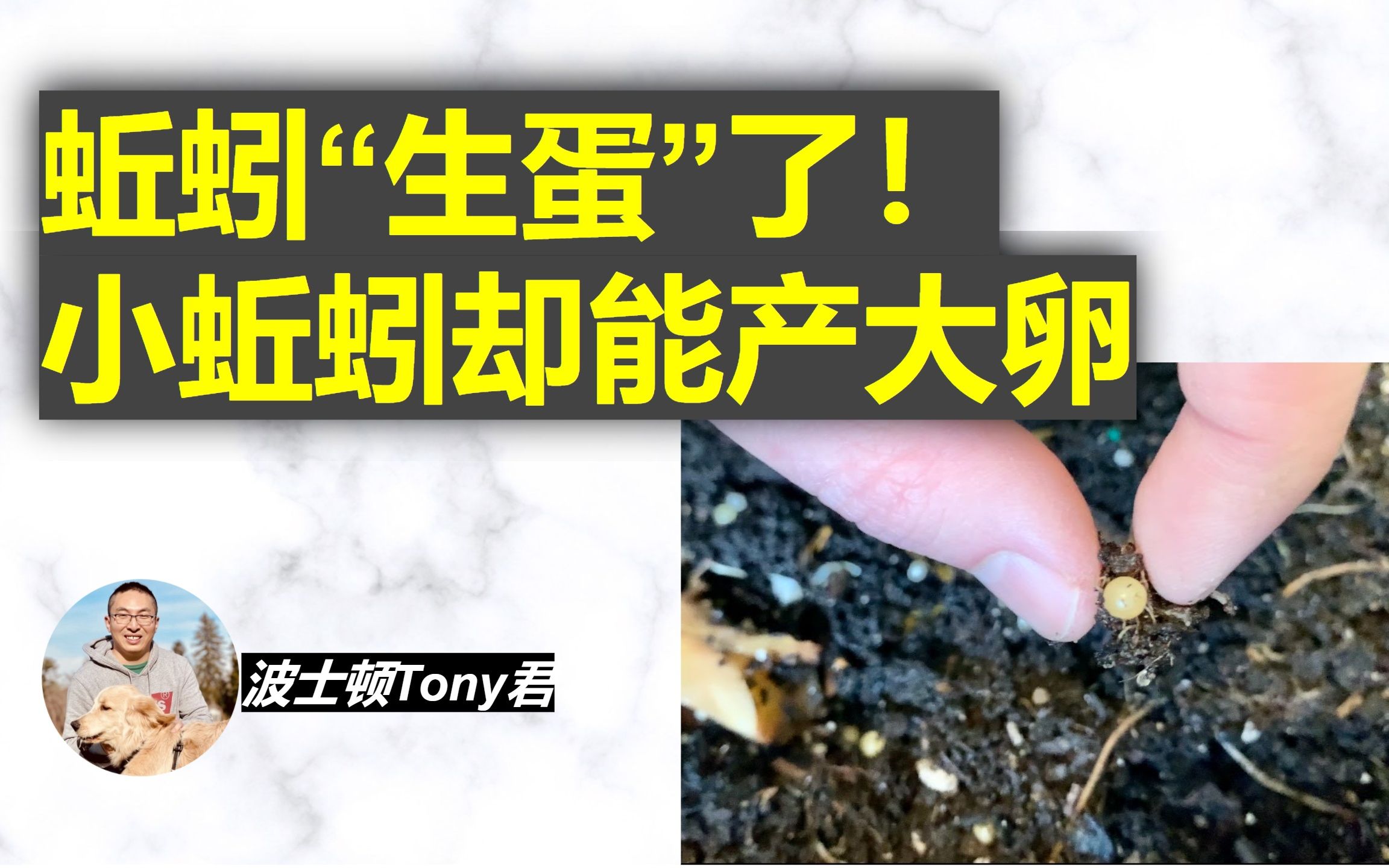 蚯蚓生蛋了,小蚯蚓居然产卵这么大~ 蚯蚓箱第四周开箱投食又有新