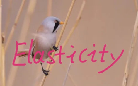 弹性 elasticity哔哩哔哩bilibili