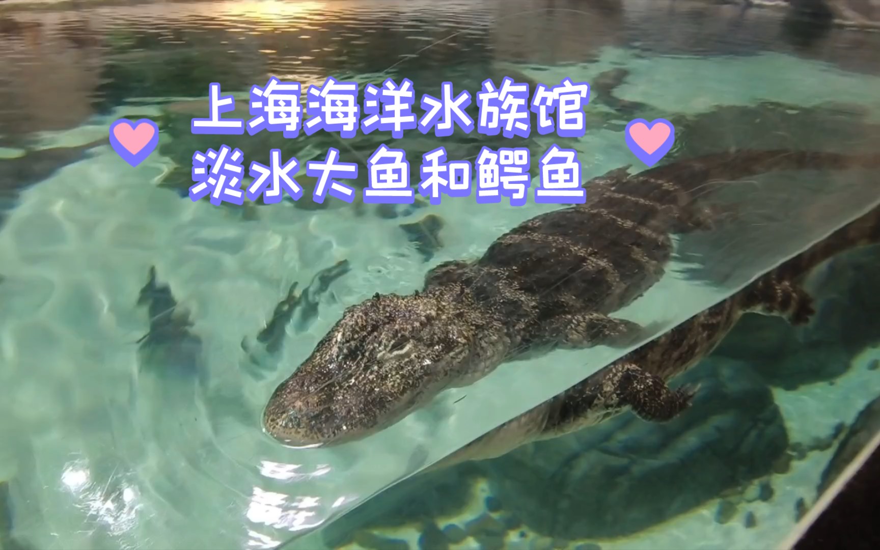 [图]上海海洋水族馆 淡水大鱼和鳄鱼