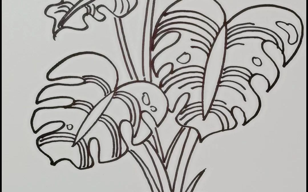 今天画的是龟背竹!