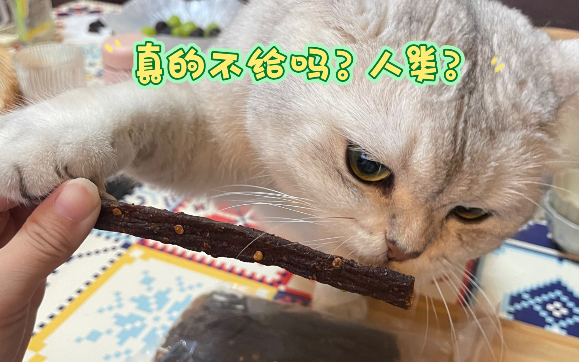 [图]君子不食嗟来之食，猫吃