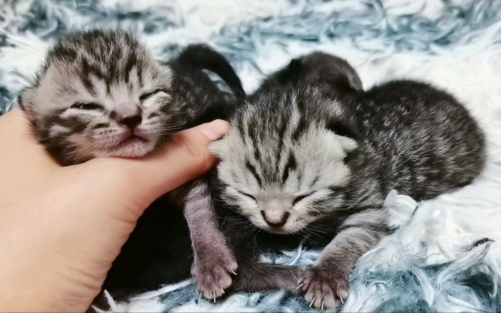 出生六天的虎斑猫崽萌萌哒
