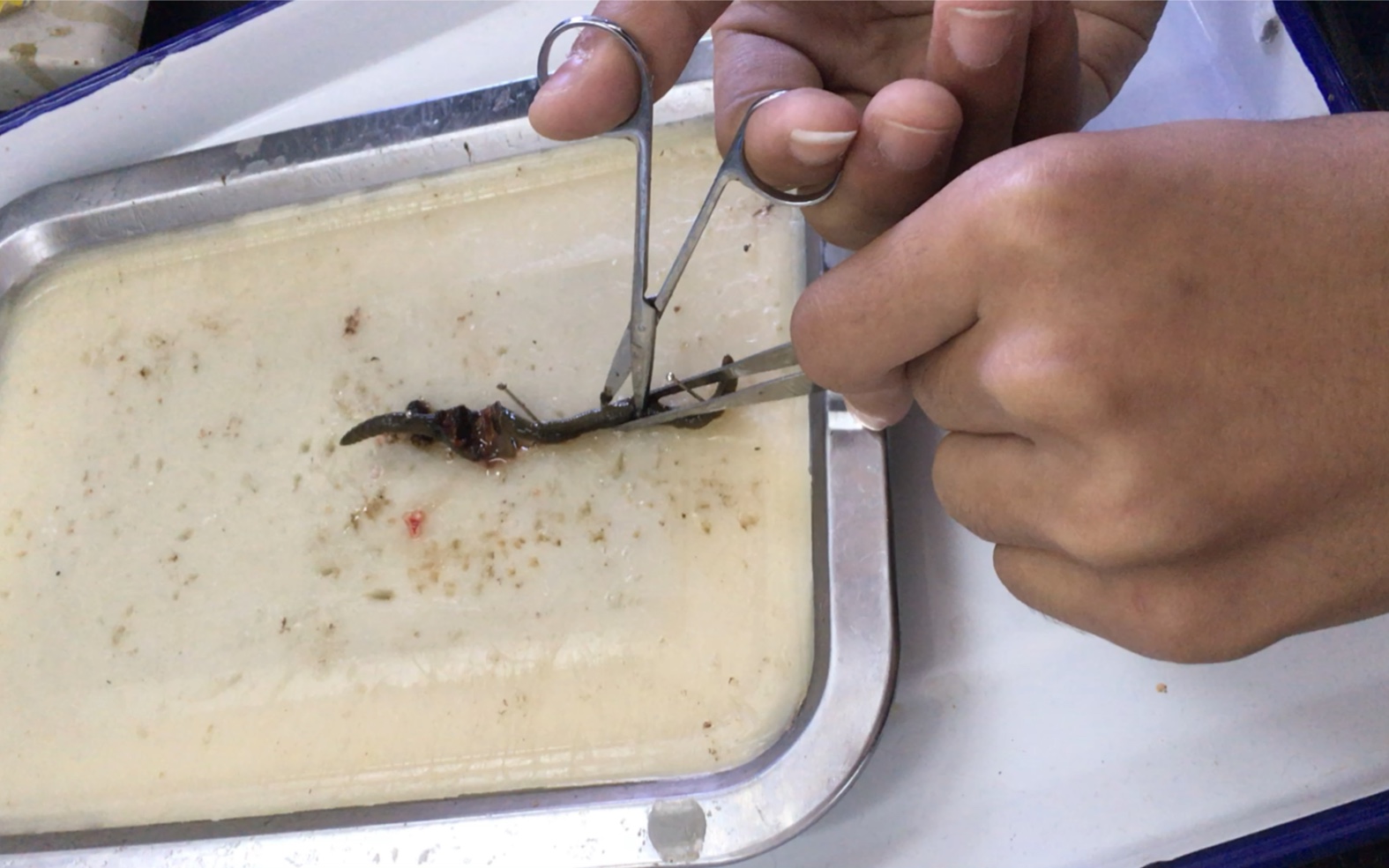 大学第一次解剖小动物,这蚯蚓真惨,很臭,还有各种液体