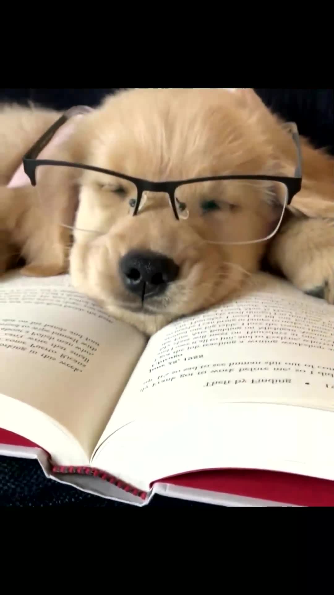 小金毛看书都看困了