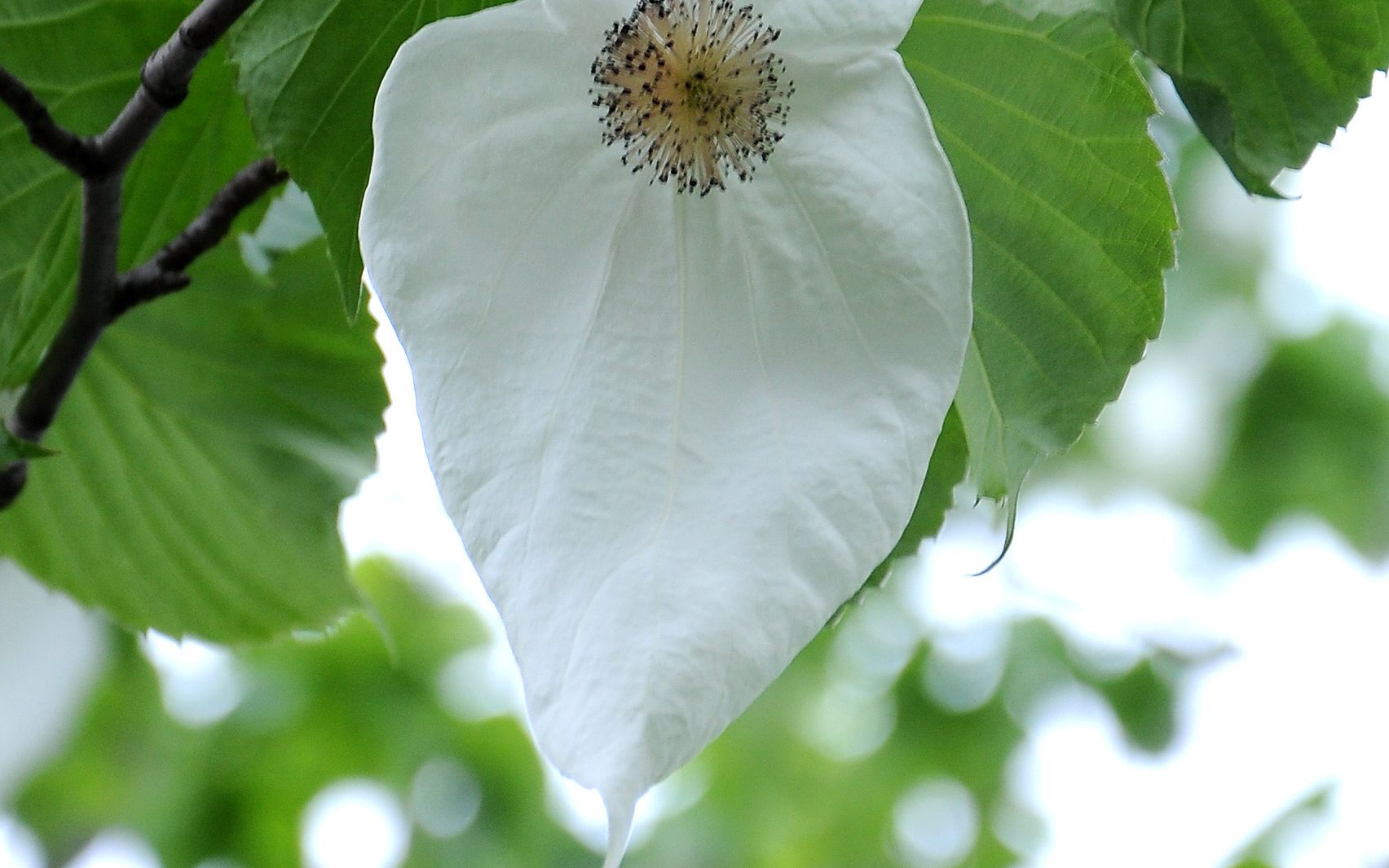 出叶的中华鸽子树(珙桐)