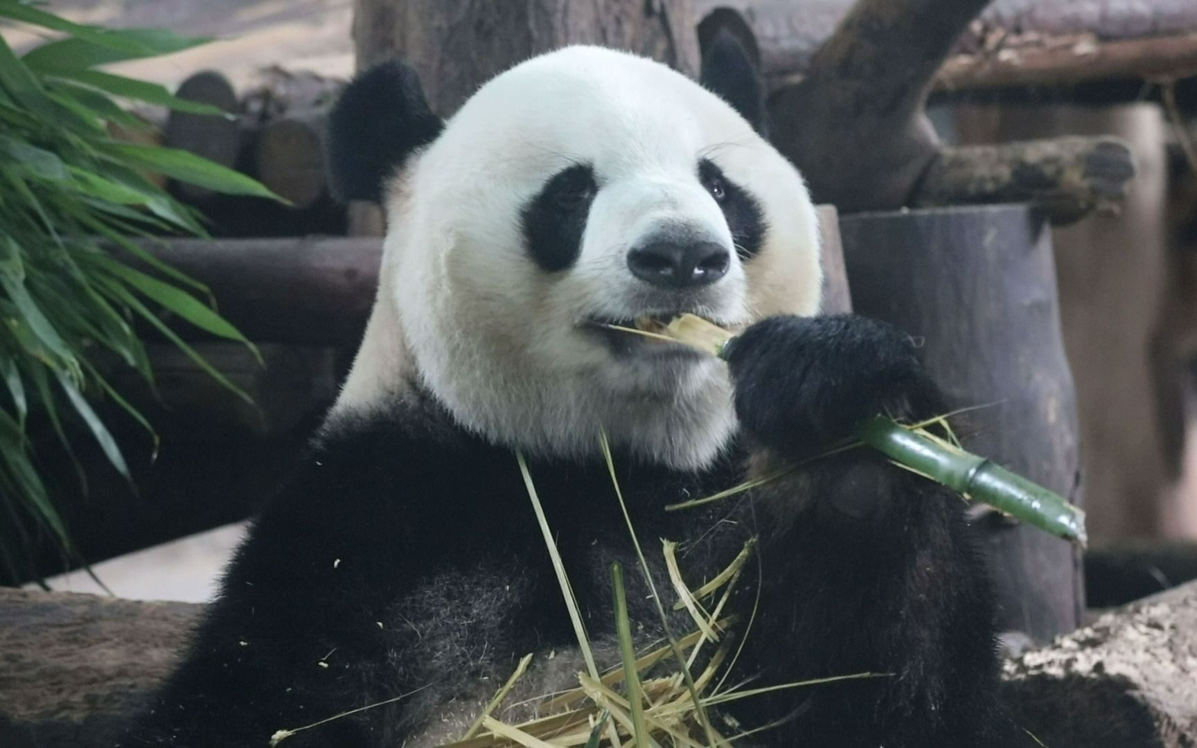 20210814【大熊猫迎迎】内场吃竹子