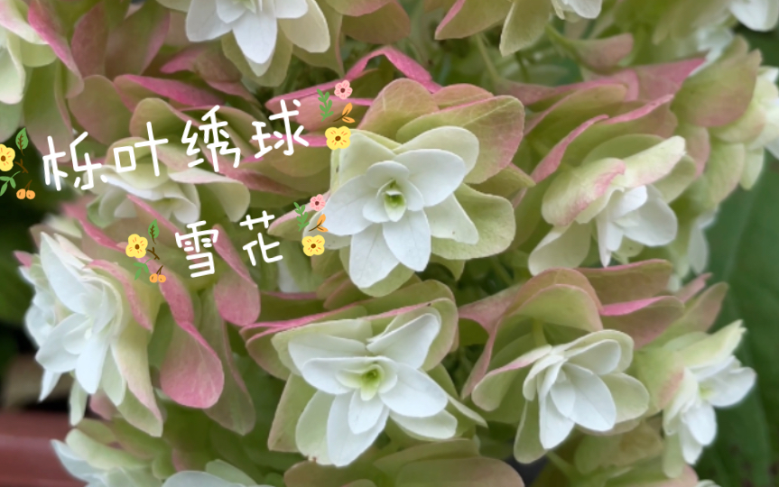 hquercifoliasnowflakebrido栎叶绣球雪花浅赏