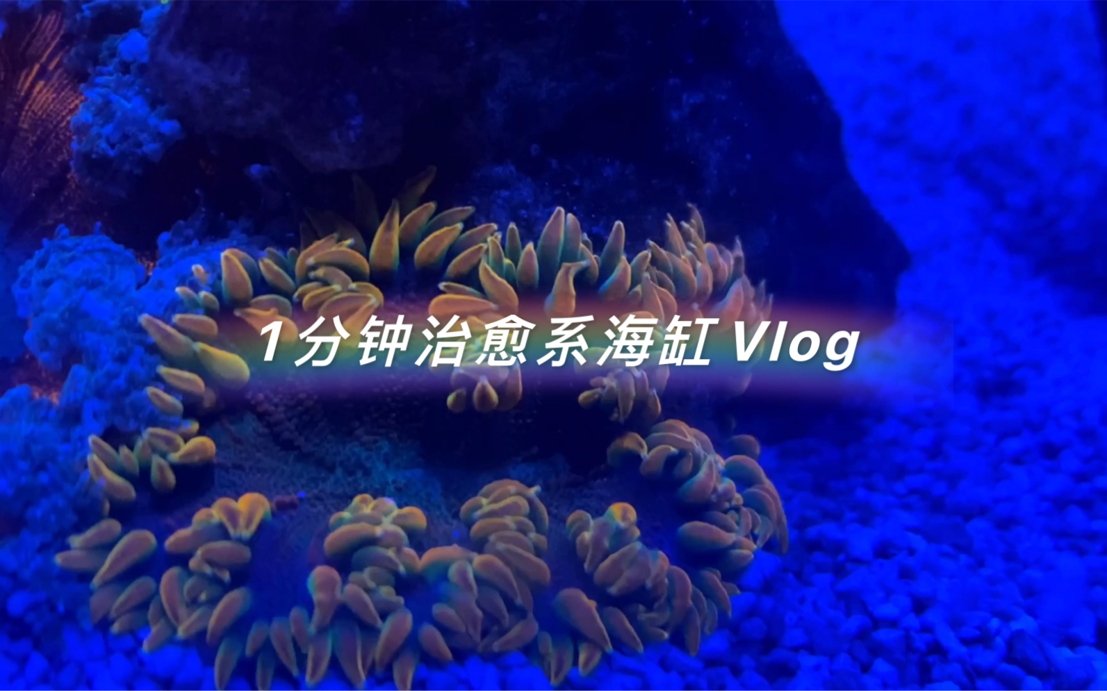 海缸Vlog|石葵,优点就是它不跑哔哩哔哩bilibili