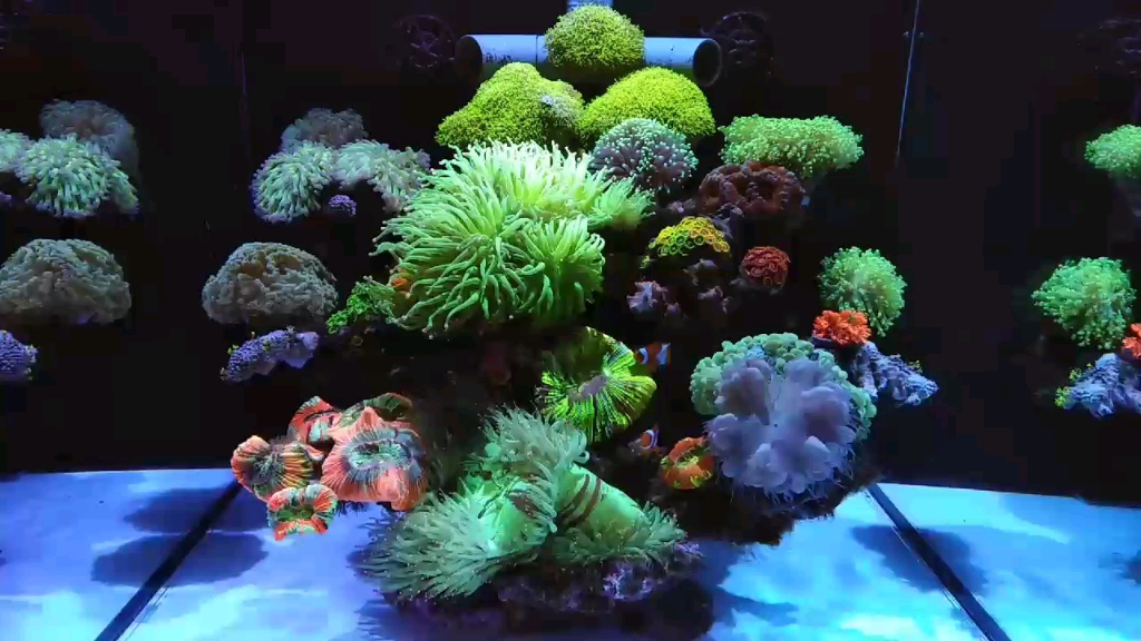 专业海缸,不麻烦