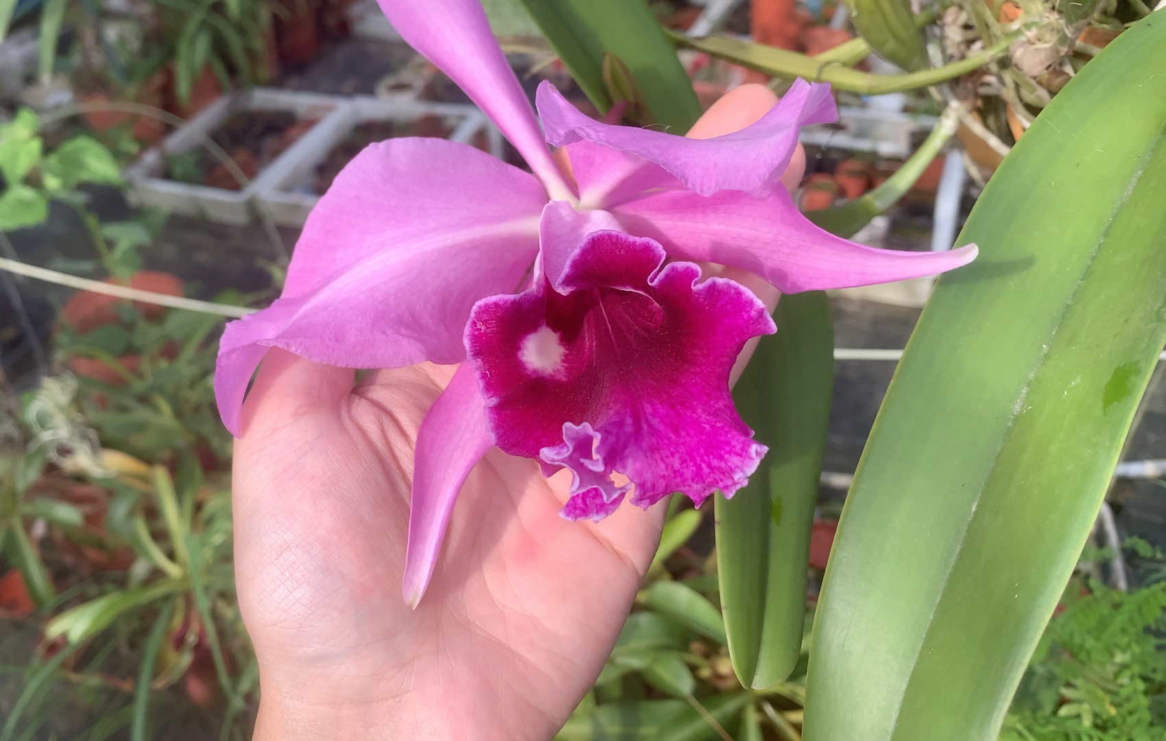 cattleya ludbrosa 暗色×路德卡特兰开花