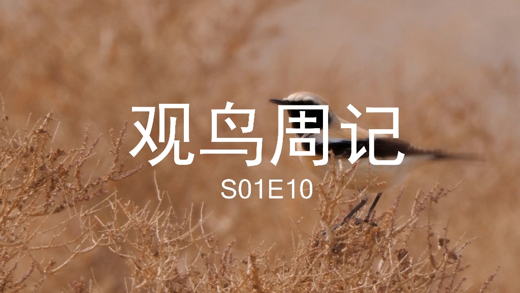 [图]观鸟周记-S01E10