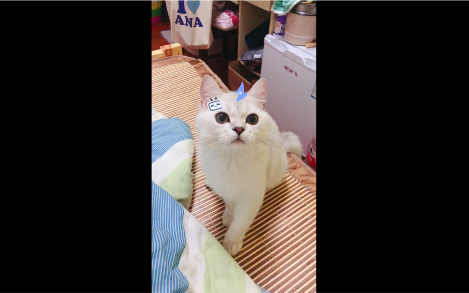 【英短银渐层】摇头晃脑的大福猫:你的男朋友我很满意