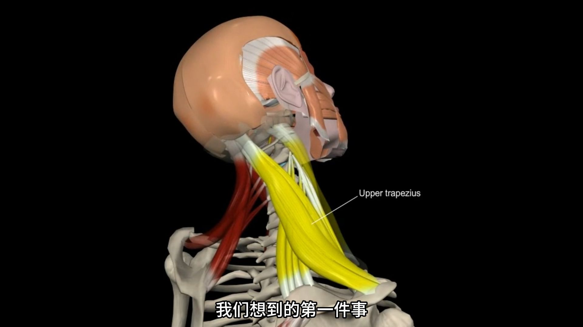 斜方肌酸胀肥厚放松这两组肌肉而不是斜方肌哔哩哔哩bilibili