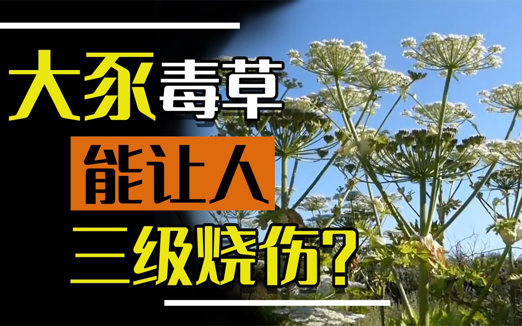 农村随处可见的大豕草:人触碰后,轻者三级烧伤,重者永久失明哔哩哔哩bilibili