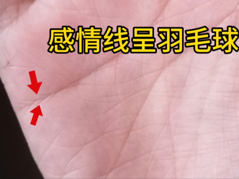 手相-感情线呈羽毛状