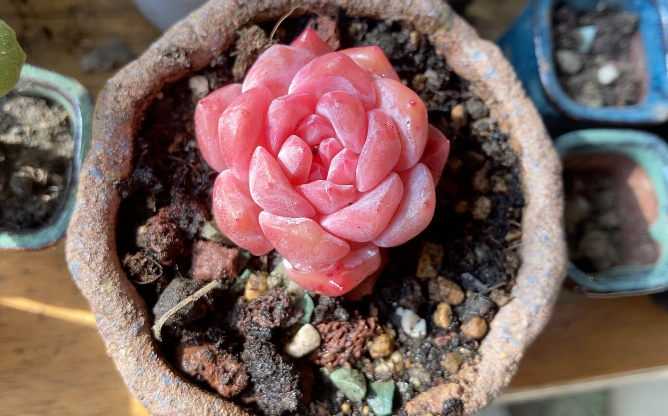 多肉】开箱全红冰魄,上盆