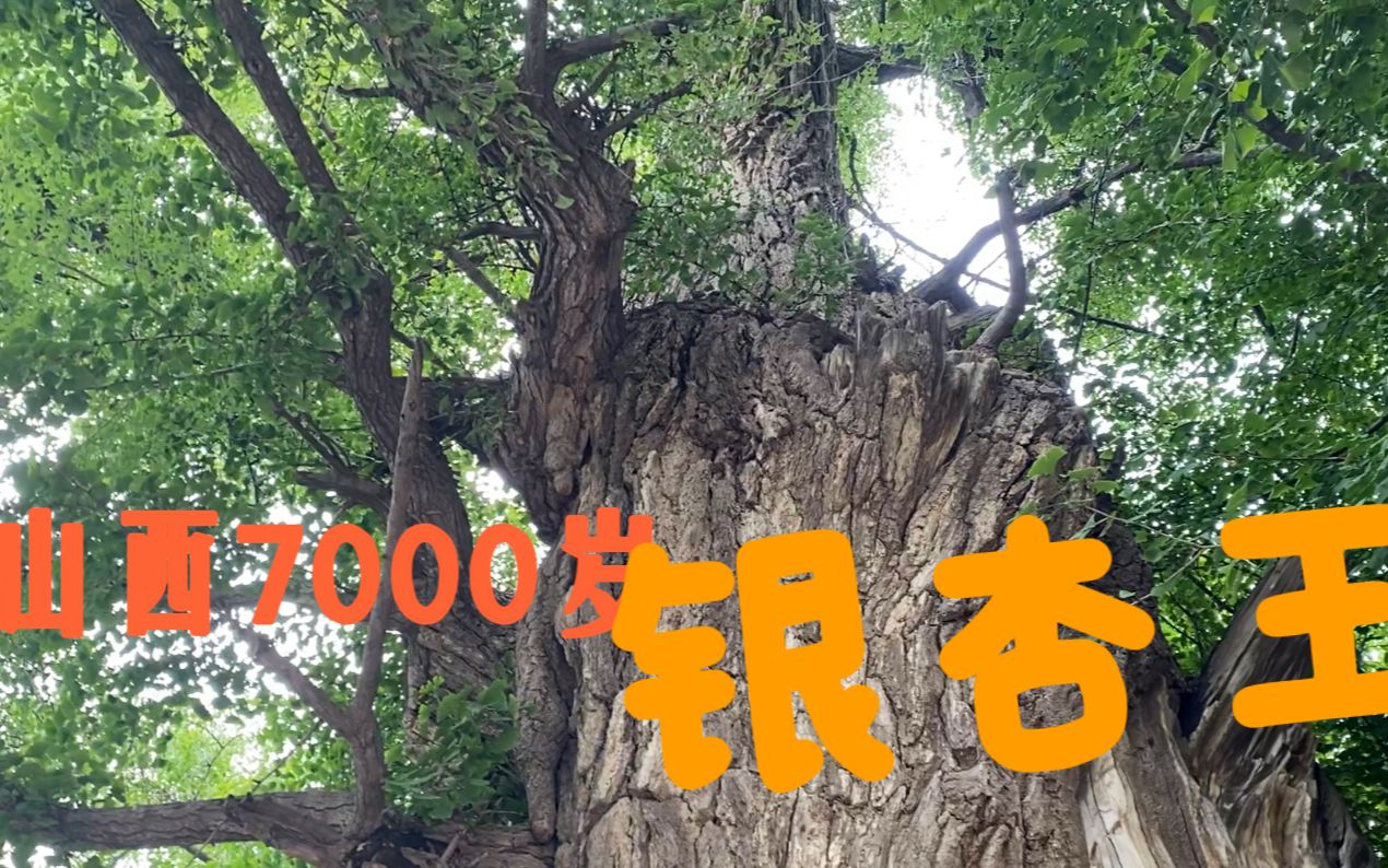 [图]山西一座千年古寺，发现有一棵7000岁银杏树，这是山西最大的一棵银杏树