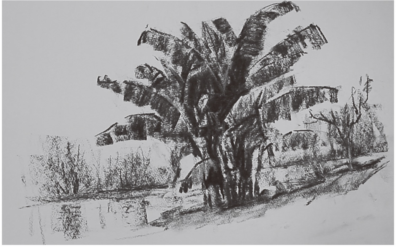 活动  素描风景芭蕉树林的刻画方式