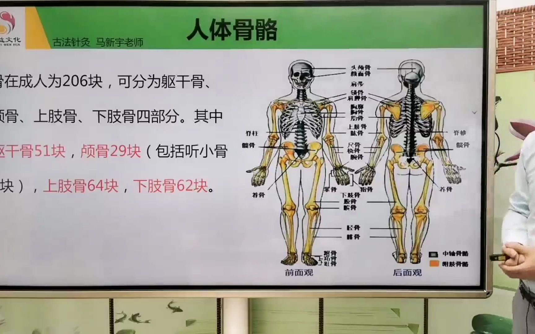 经益古法针灸必备解剖知识:骨的形态哔哩哔哩bilibili