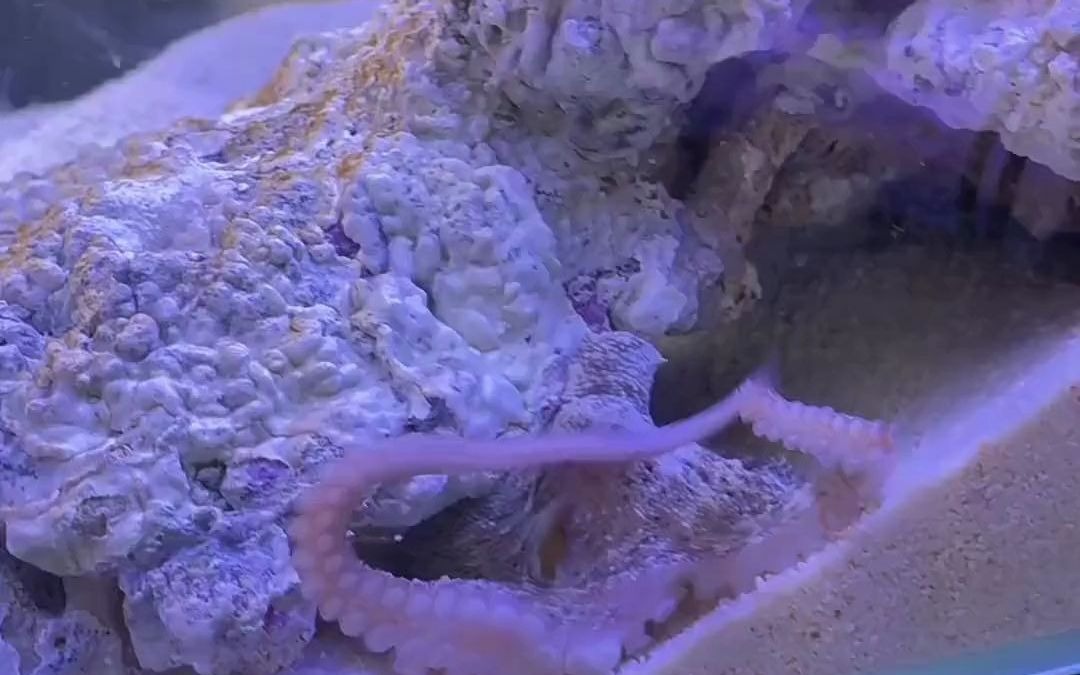 这次知道章鱼和螳螂虾谁厉害了吧