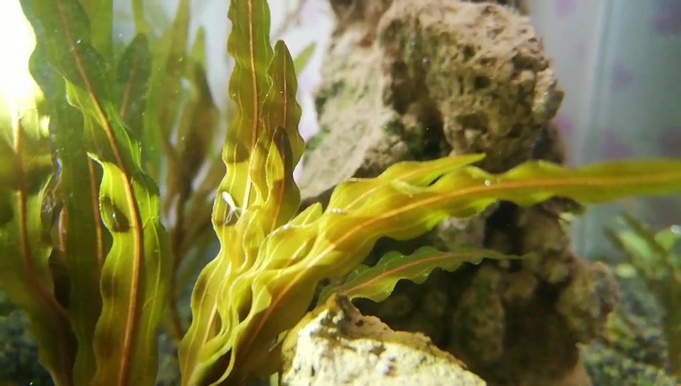 活动作品三无小草缸day1水螅