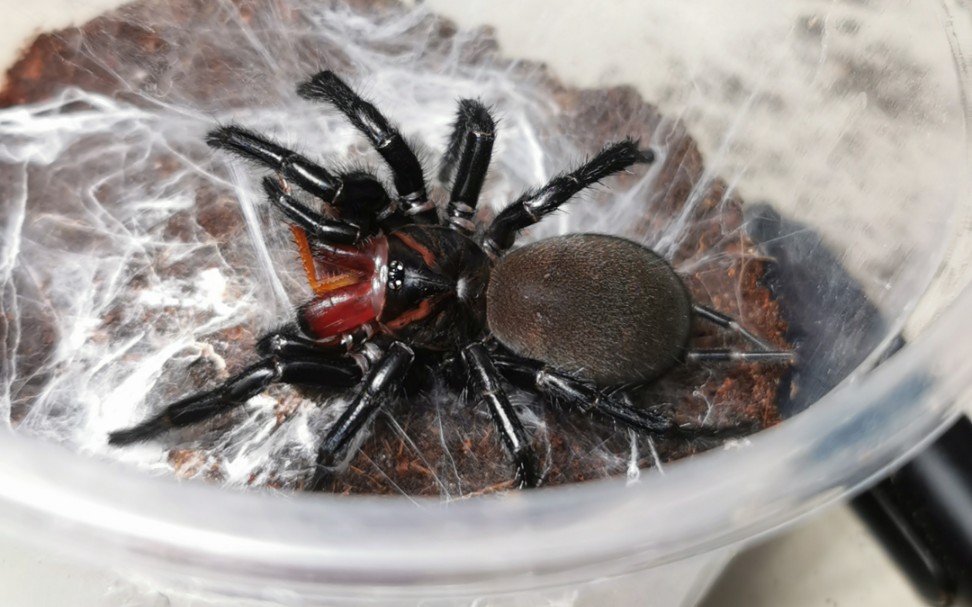 福建产红牙大疣蛛瞬捕樱桃蟑螂