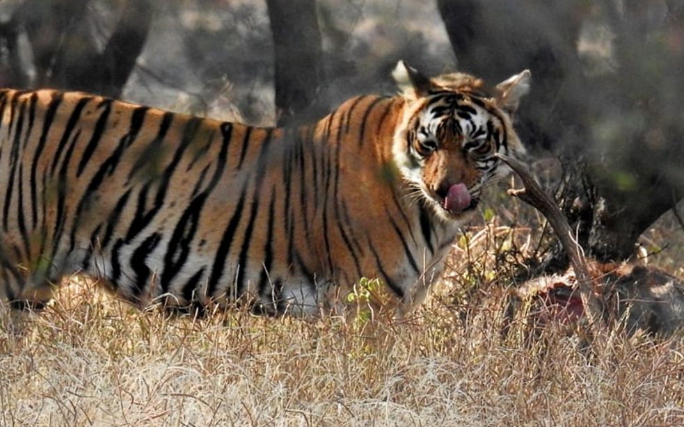 [图]伦滕博尔老虎的猎杀 讲究的是快准狠