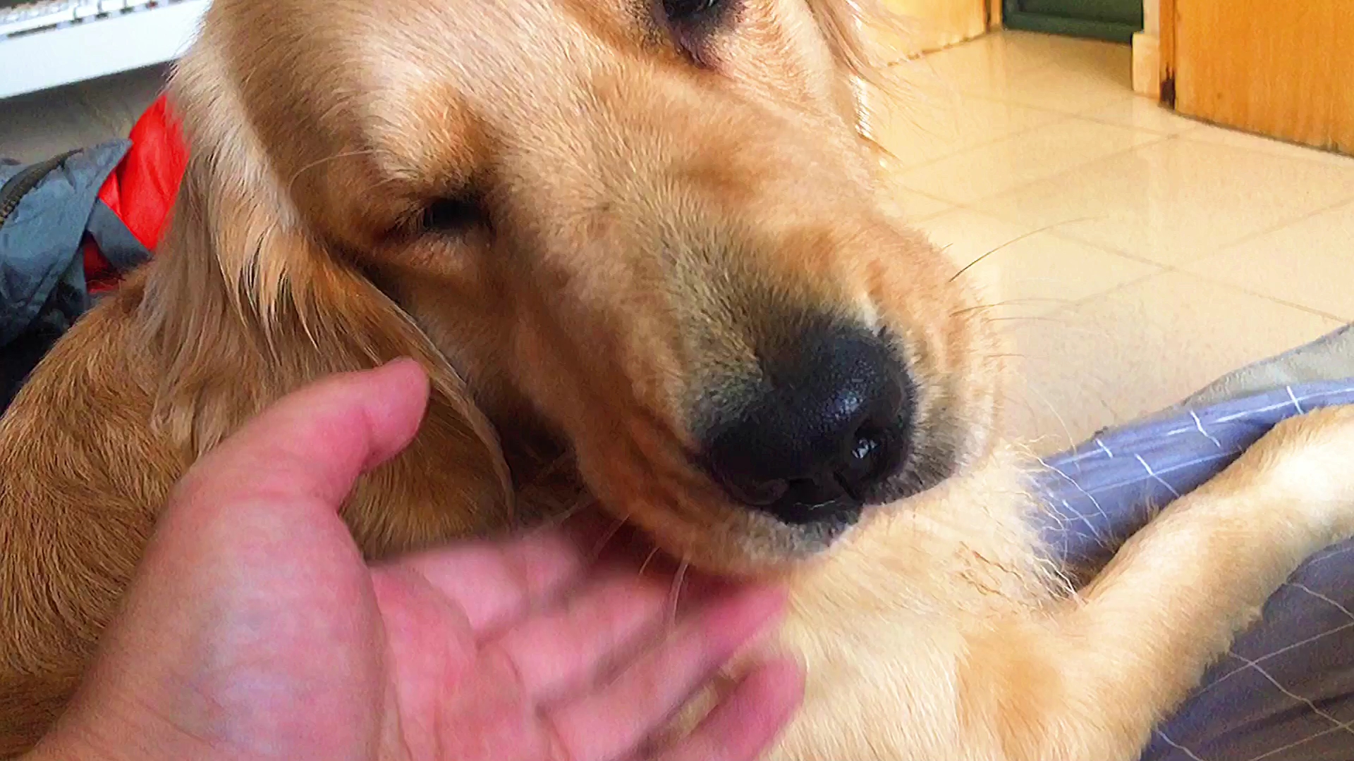 这大狗头,不好好rua一下可惜了