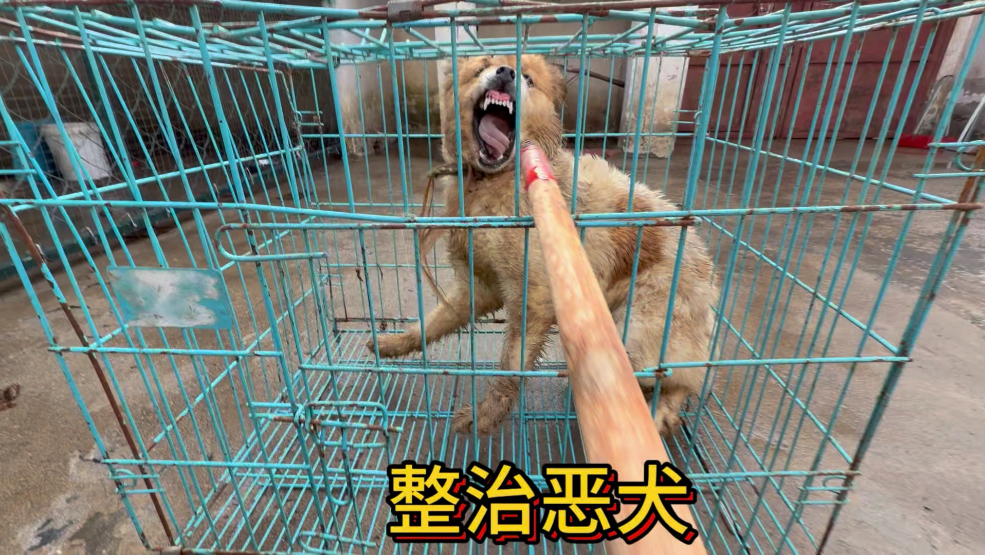丢了二个月的恶犬终于找到了,今天务必把它咬人的坏习惯给整治一下。-于大仙的农村生活-于大仙的农村生活-哔哩哔哩视频