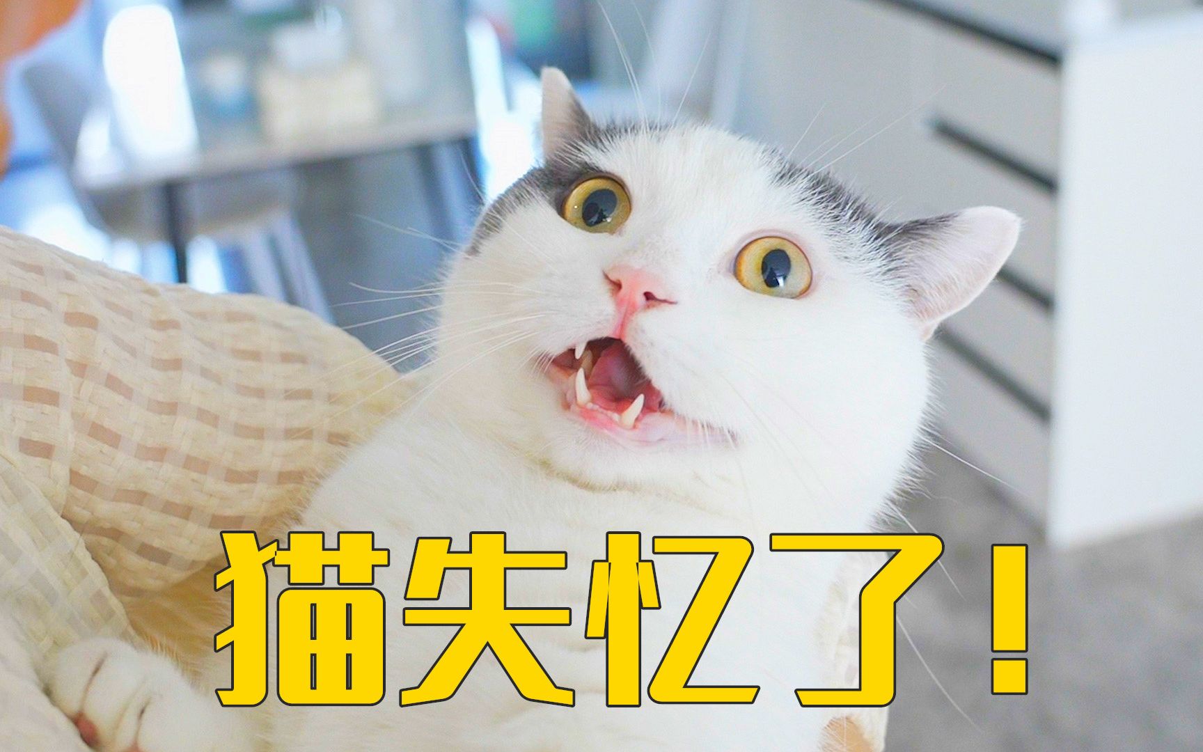 旅游6天回来,猫居然失忆了-萌猫宝哥哥-萌猫宝哥哥-哔哩哔哩视频