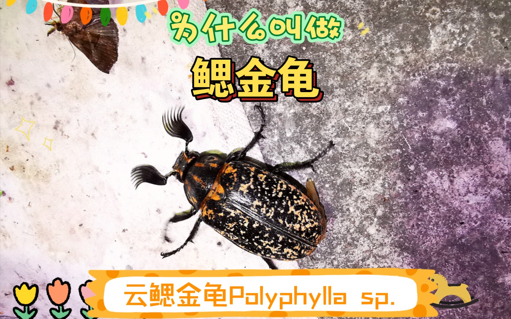 超大鳃金龟云鳃金龟Polyphylla sp.哔哩哔哩bilibili