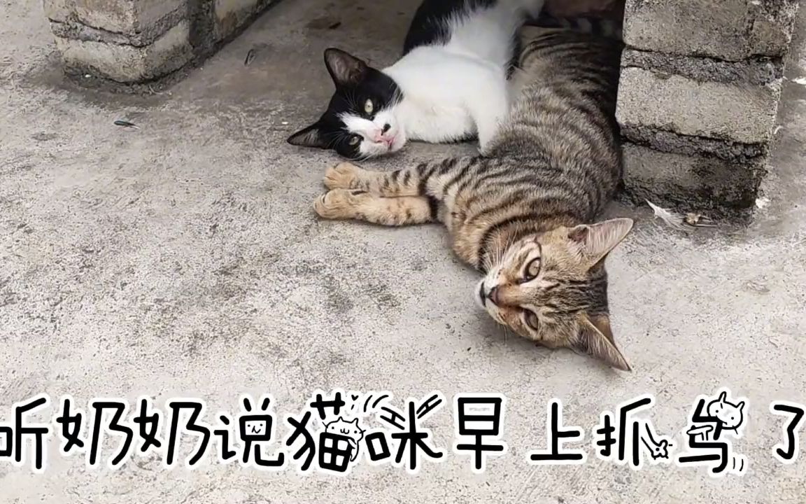 猫咪早上抓了一只鸟吃,因为铲屎官睡懒觉了,所以没看到是什么鸟哔哩哔哩bilibili