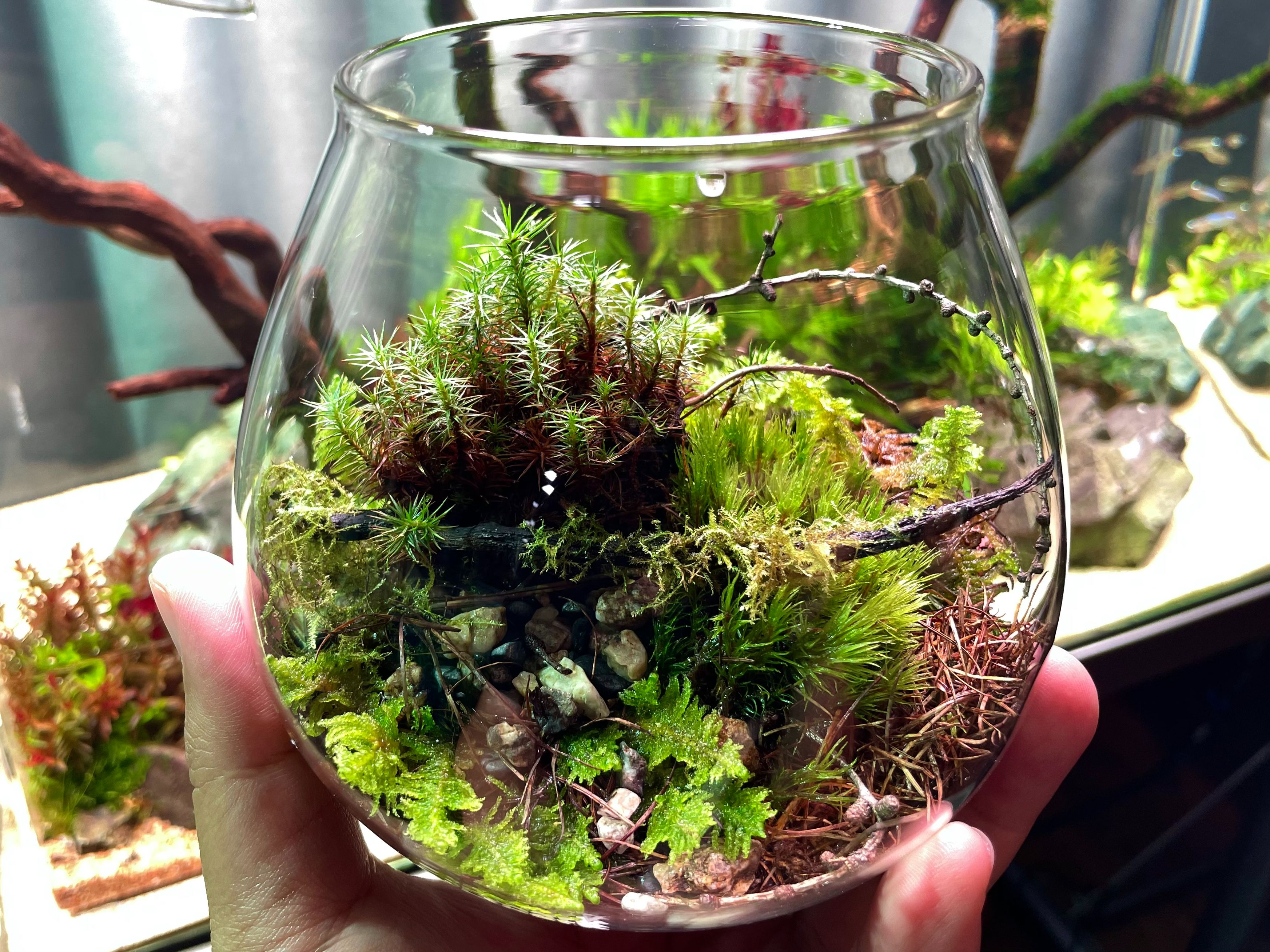 1224/365 细节爆表的微景观