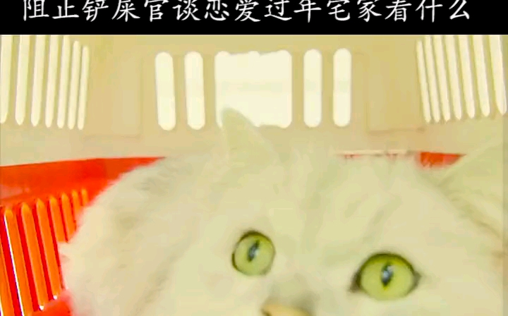 #我的猫不干人事#%持续关注持续精彩 %好剧推荐 %宅家dou剧 @DOU+小助手.哔哩哔哩bilibili