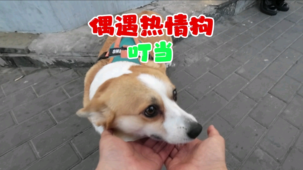 偶遇粘人的小柯基叮当