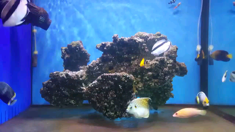 海水鱼 海水缸 海水鱼缸 贴吧 哔哩哔哩 Bilibili