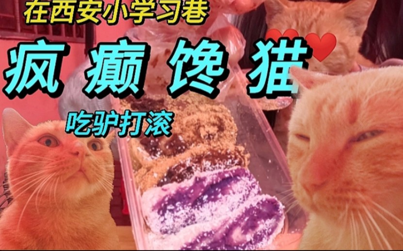 西安的猫都这么社牛?哔哩哔哩bilibili