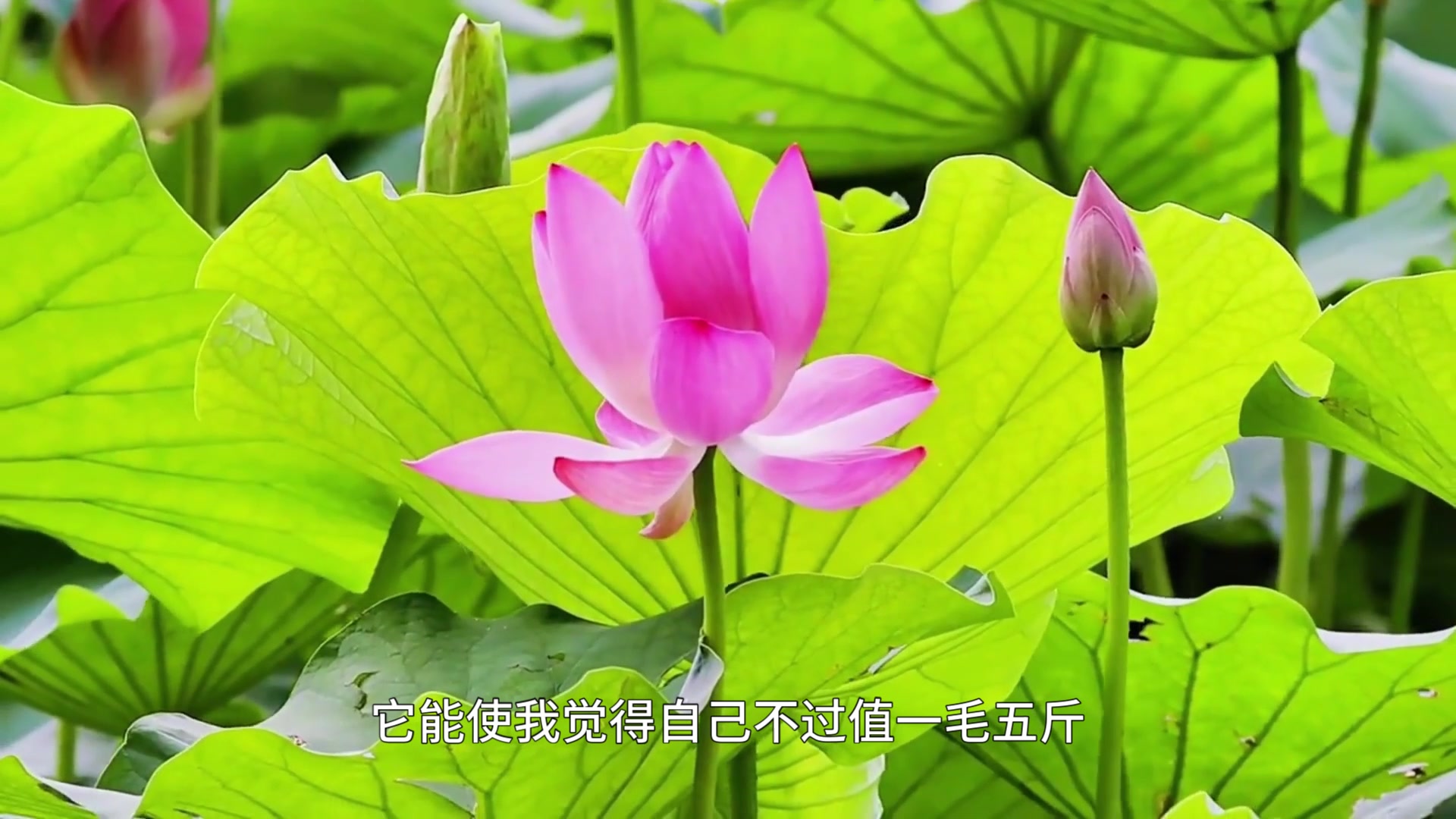 老舍《又是一年芳草绿》哔哩哔哩bilibili